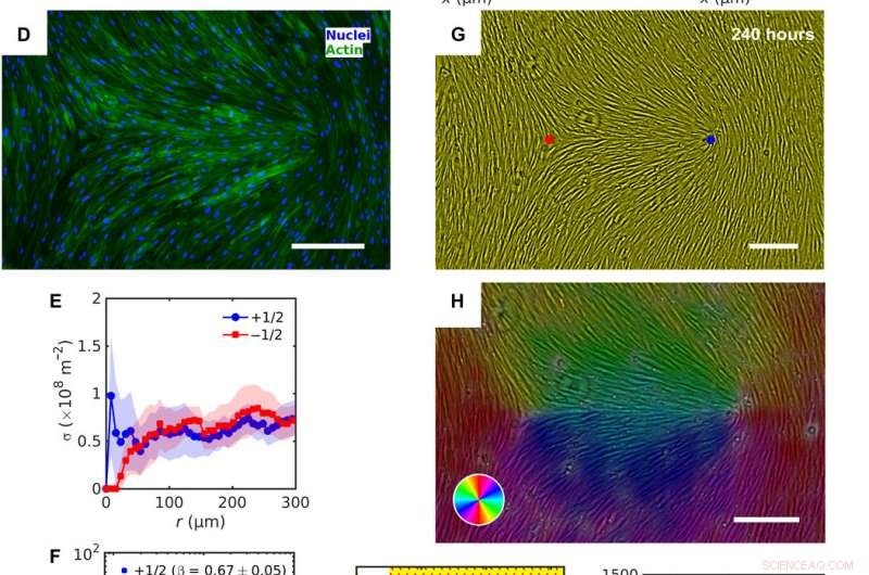 Precise Topology Control of Human Fibroblast Monolayers Using Liquid Crystal Elastomers