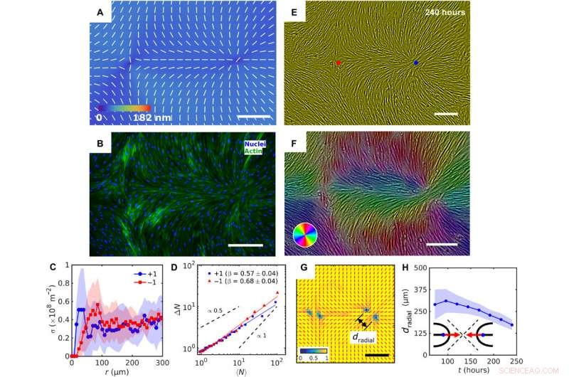 Precise Topology Control of Human Fibroblast Monolayers Using Liquid Crystal Elastomers