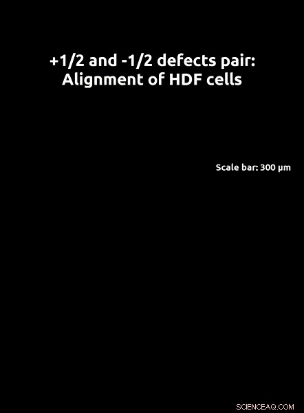 Precise Topology Control of Human Fibroblast Monolayers Using Liquid Crystal Elastomers