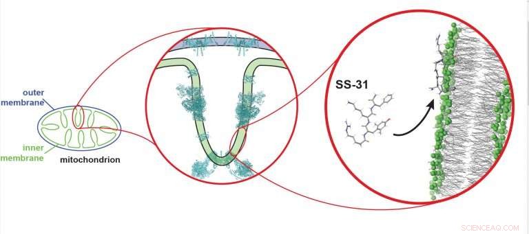New Peptide Therapy Shows Promise for Treating Mitochondrial Disorders