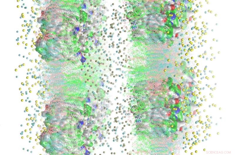 Biophysicists Reveal Mechanisms Behind Neutral Solute Carrier Transport