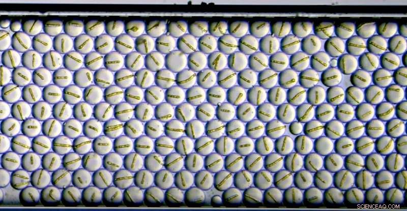 UCLA and Tokyo Scientists Achieve High-Speed Sorting of Large Liquid Droplets