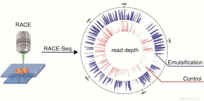 New Raman-Activated Sequencing Method Links Genomes to Functions in Environmental Single Cells