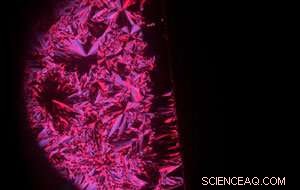 Harnessing Symmetry Breaking for Highly Responsive Organic Photodetectors