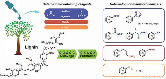 Expanding Functional Aromatics: Heteroatom‑Driven Lignin Cleavage for Enhanced Valorization