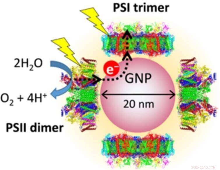 Solar-Powered Nanodevice Generates Hydrogen, Advancing Clean Energy Technology