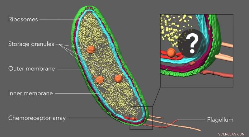 Advanced Imaging Technique Locates Individual Molecules Within Cellular Environments