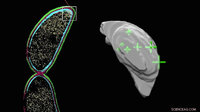 Advanced Imaging Technique Locates Individual Molecules Within Cellular Environments