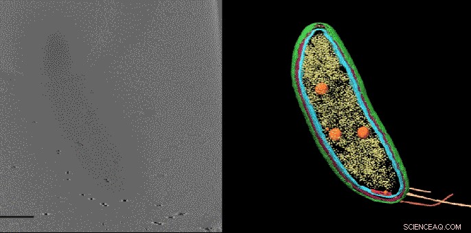 Advanced Imaging Technique Locates Individual Molecules Within Cellular Environments