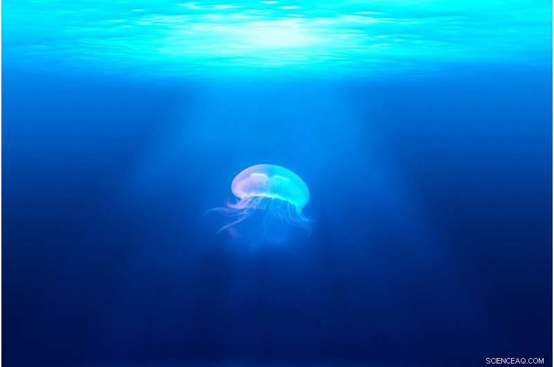Why Giant Jellyfish Stings Are Deadly: The Science Behind Nemopilema nomurai