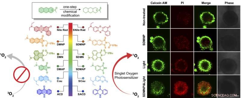Fluorescent Tags Turned Cancer Killers: Lab Breakthrough in Photodynamic Therapy