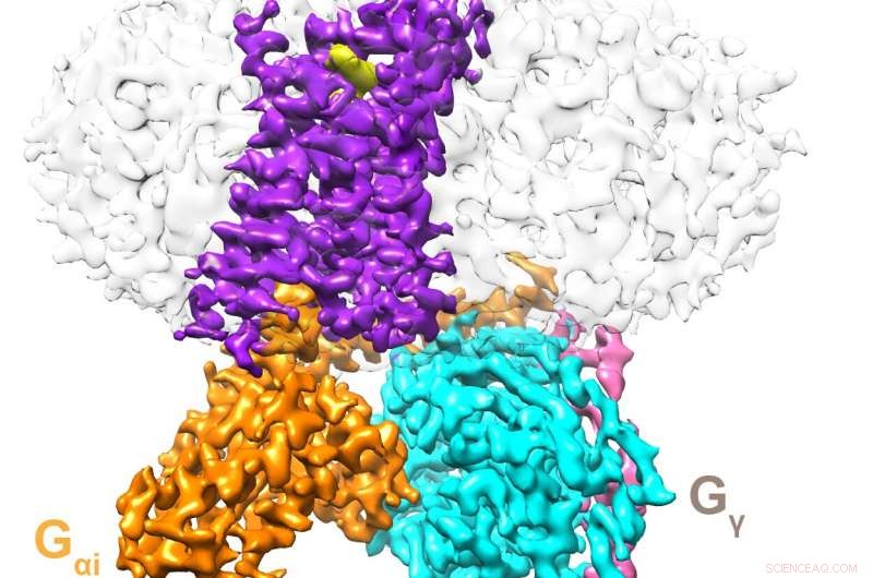 Visualizing Dopamine Receptors in Their Natural Environment