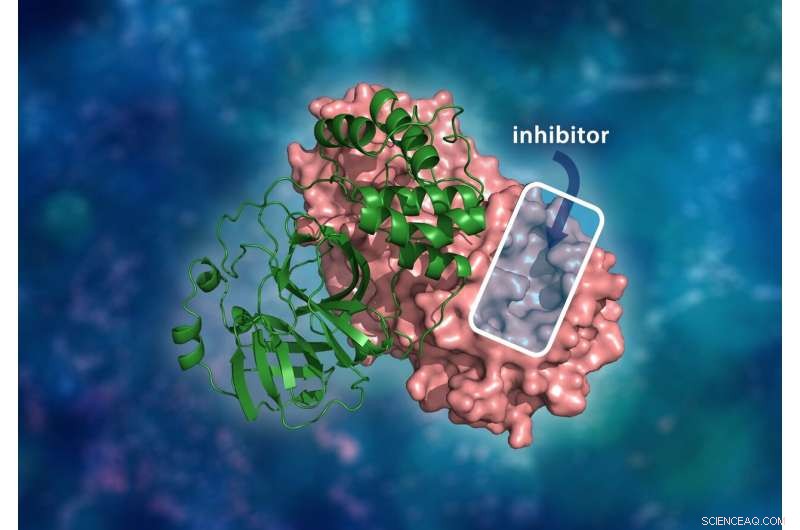 From HIV to COVID-19: Neutron Scattering Unveils Viral Protein Structures