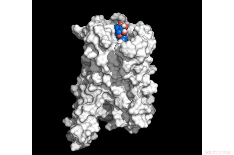 New Insights into Coffee s Bitter Compounds and Their Health Impact
