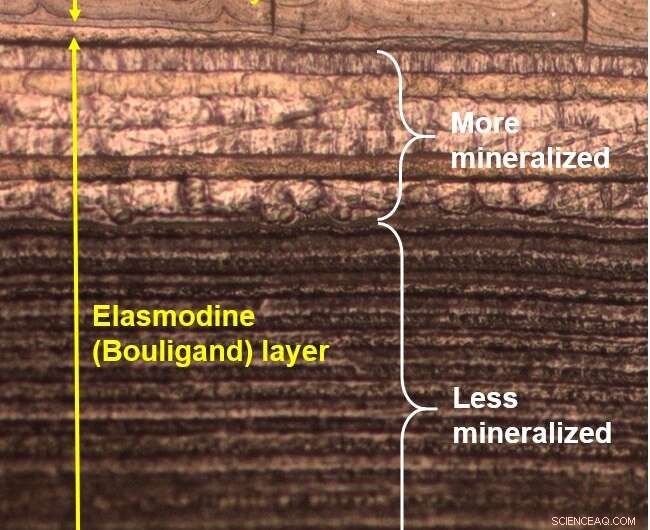 Revealed: How Fish Scales Combine Strength and Flexibility