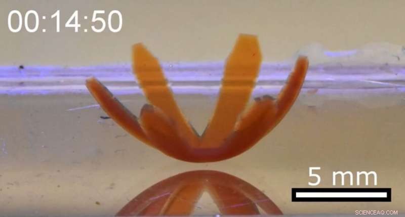 Light-Responsive Soft Robots Mimic Living Motion with Bending, Rotating, and Crawling Capabilities