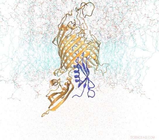 UCLouvain Researchers Capture Protein Shielding Antibiotic‑Resistant Bacteria