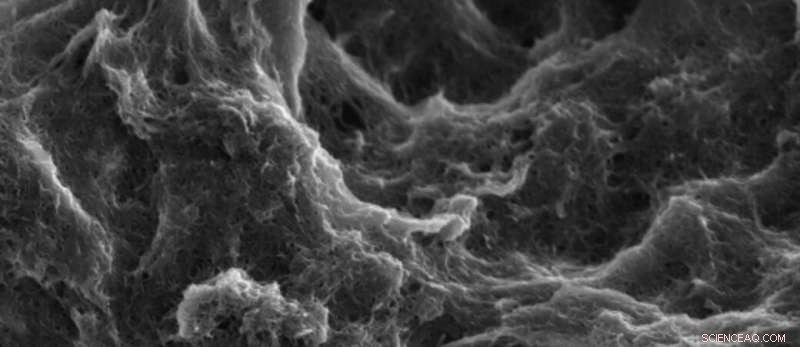 Nature-Inspired Coating Boosts Battery Durability and Efficiency