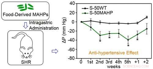 Genetically Engineered Rice Lowers Blood Pressure in Hypertensive Rats
