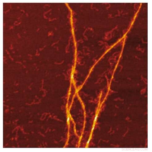 S100A9 Amyloid Templating on Aβ Fibrils Unveiled: Insights into Protein Co‑Aggregation