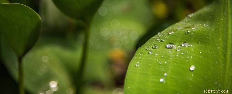 How Plants Harness Light: A New Model Deciphers Photosynthesis