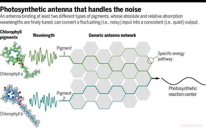 How Plants Harness Light: A New Model Deciphers Photosynthesis