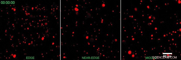 Harnessing Marangoni Flows for Precise Alignment of Cell‑Loaded Fibrillar Hydrogels