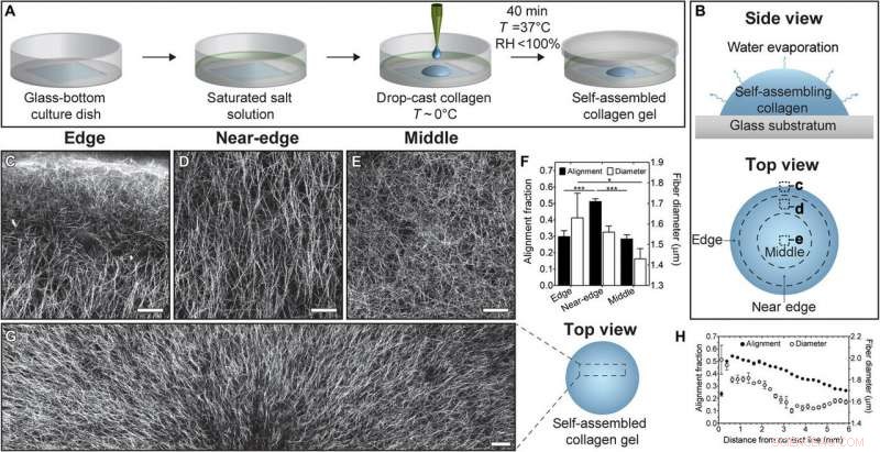 Harnessing Marangoni Flows for Precise Alignment of Cell‑Loaded Fibrillar Hydrogels