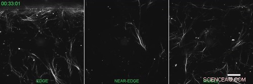 Harnessing Marangoni Flows for Precise Alignment of Cell‑Loaded Fibrillar Hydrogels