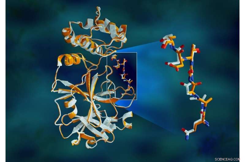 X‑Ray Analysis Reveals Structural Dynamics of SARS‑CoV‑2 Main Protease