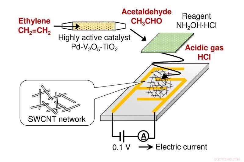 Innovative Miniature Sensor for Continuous Ethylene Monitoring in Plants