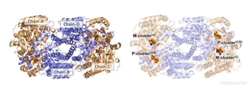 Unveiling a Dynamic Metallocofactor in Mo‑Nitrogenase: Structural Insights into Dinitrogen Reduction