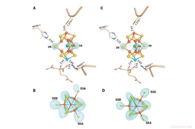 Unveiling a Dynamic Metallocofactor in Mo‑Nitrogenase: Structural Insights into Dinitrogen Reduction