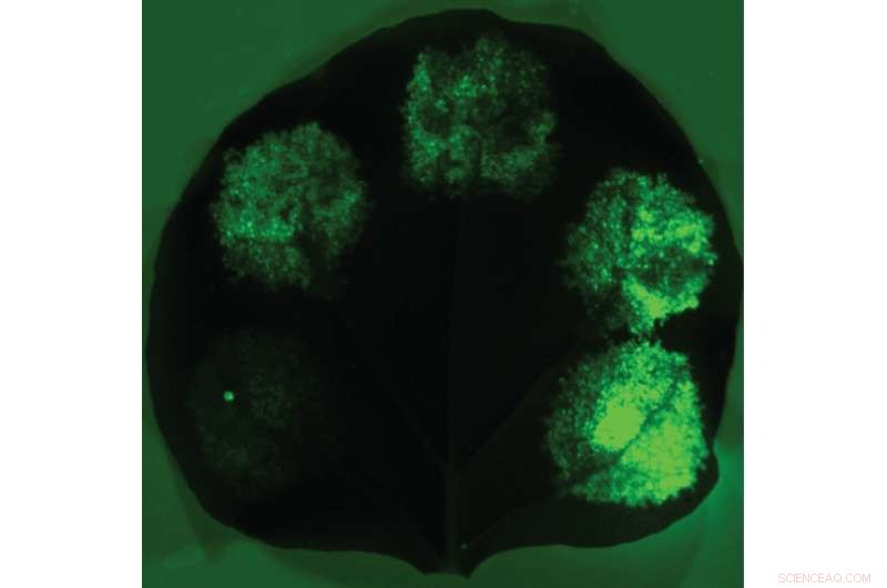 Revolutionary Synthetic Biology Tools Enable Advanced Plant Engineering