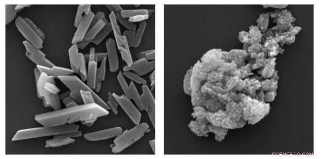 New Crick Institute Study Reveals How Malaria Parasites Survive in Human Blood