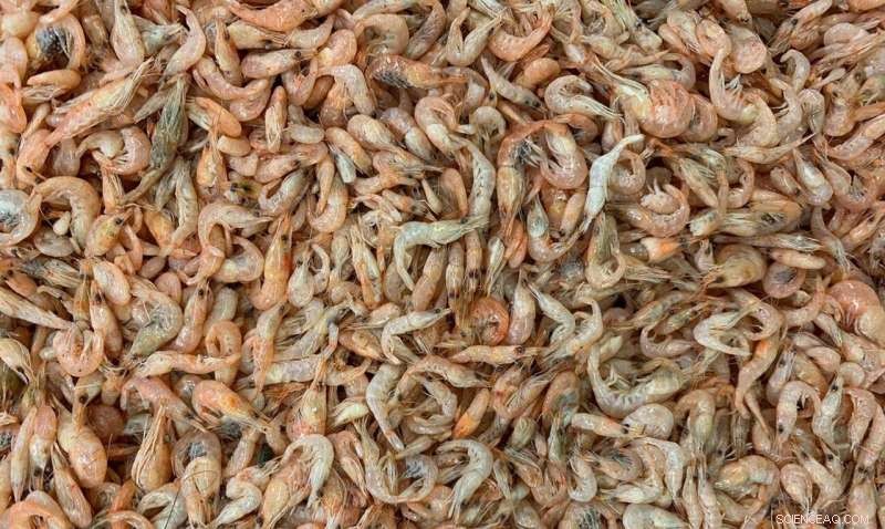 Sustainable Battery Electrodes Made from Shrimp Shells