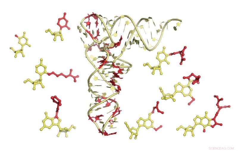 Innovative RNA Imaging Method Paves the Way to Combat Pathogens
