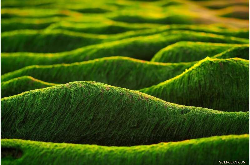 Harnessing Algae as Sustainable Biocatalysts for a Green Industry