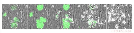 New Breakthroughs Accelerate Parasite Research