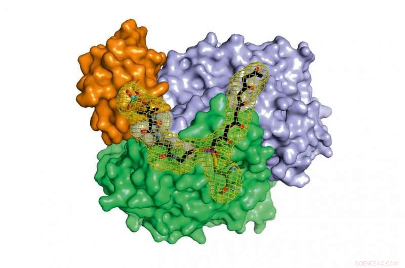 How Bacteria Manufacture Natural Products: The Role of Protein Complexes