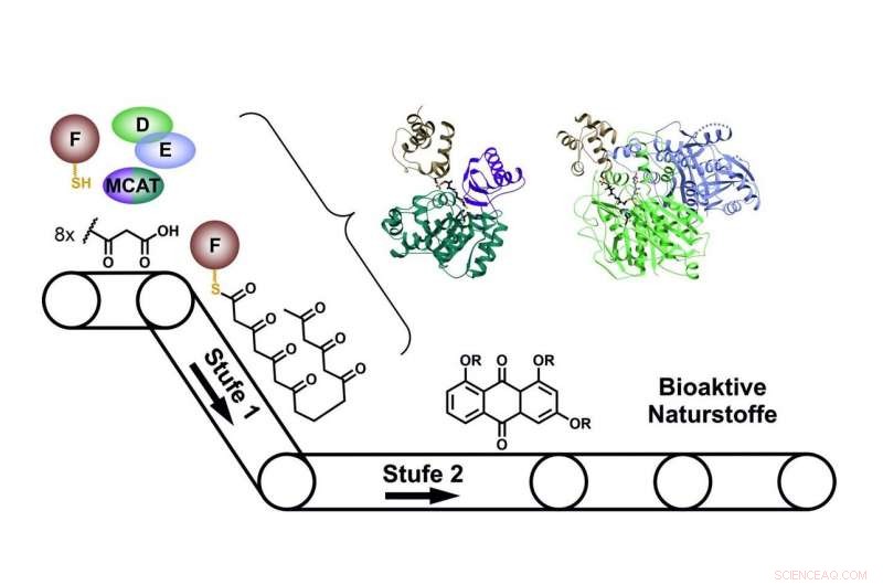 How Bacteria Manufacture Natural Products: The Role of Protein Complexes
