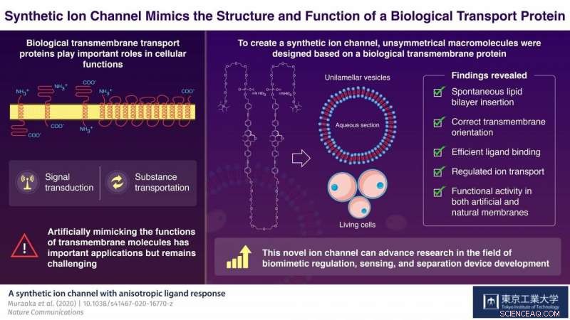 Scientists Develop Synthetic Molecules Mimicking Cell Membrane Proteins for Controlled Ion Transport