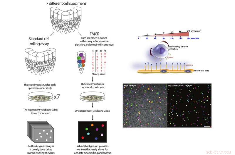 Advanced Multisample Technique for Precise Cell Adhesion Analysis