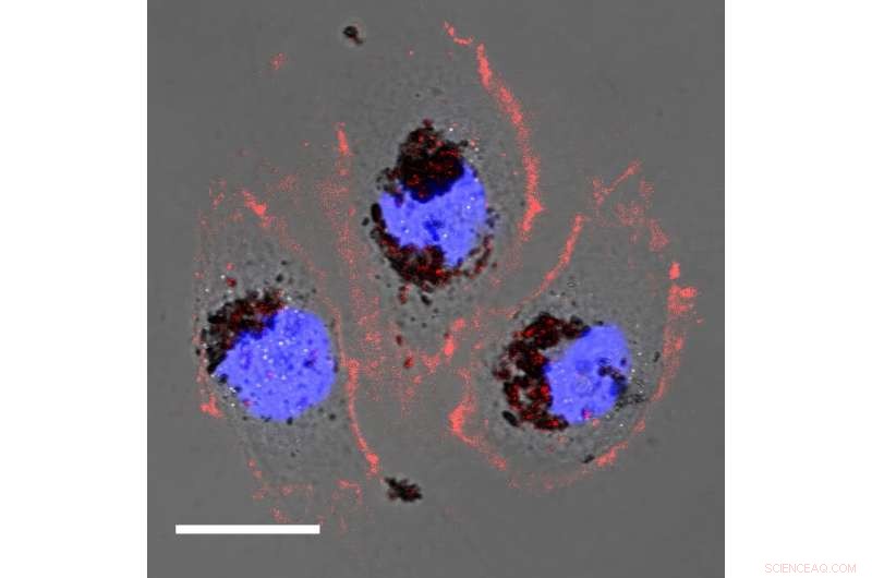 Innovative Biomaterial Offers Effective Shielding Against Harmful Radiation