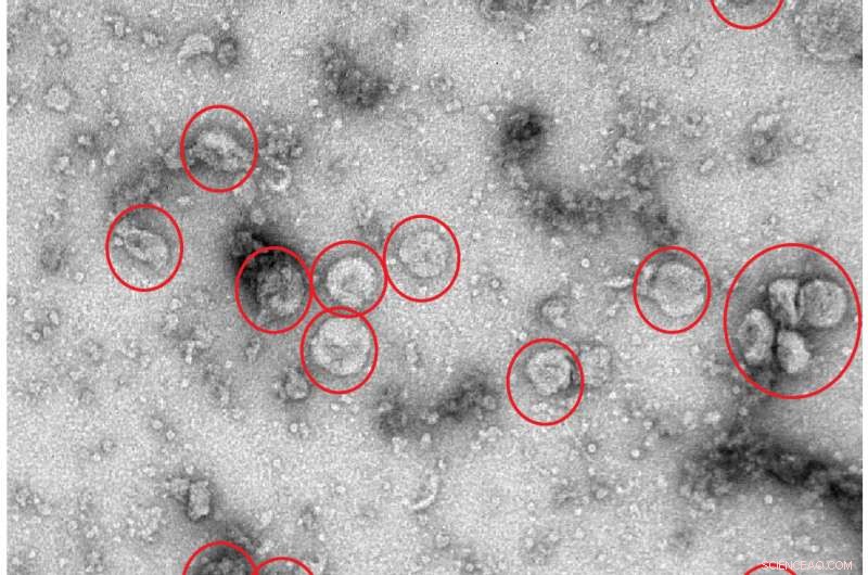 Scientists Reveal New Mechanism Governing Planar Cell Polarity