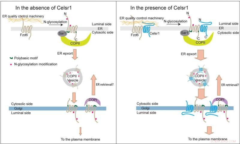 Scientists Reveal New Mechanism Governing Planar Cell Polarity