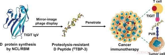 D-Peptide Mediated Checkpoint Blockade: A Novel Approach to Cancer Immunotherapy
