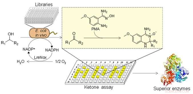 Revolutionary High‑Throughput Screening Method for Ketones