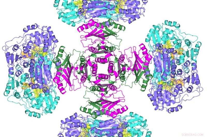 University of Queensland Researchers Crack 50-Year-Old Enzyme Puzzle