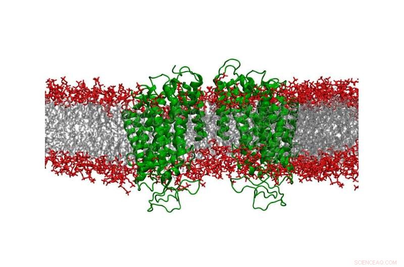 New NKCC1 Inhibitor Paves Way for Breakthrough Brain Disorder Therapies